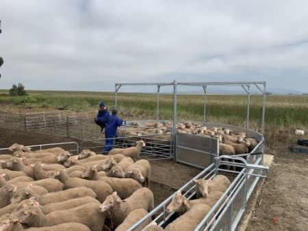 Sheep Rotary Force